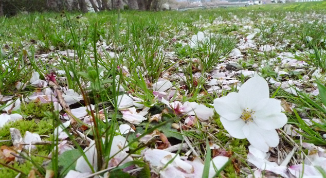 Photo in iwaki　４月２０日